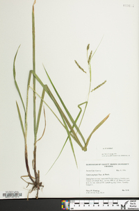 Carex oxylepis image