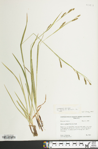 Carex oxylepis image