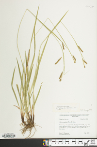 Carex oxylepis image