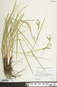 Carex oxylepis image