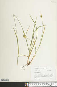 Carex pallescens image