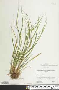 Carex planispicata image