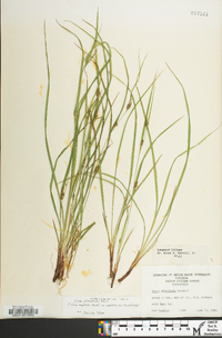 Carex planispicata image