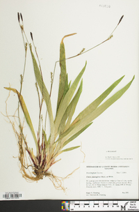 Carex plantaginea image