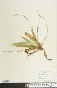 Carex platyphylla image