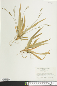 Carex platyphylla image