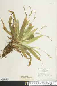 Carex platyphylla image