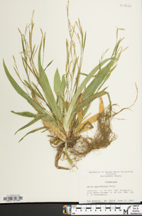 Carex platyphylla image