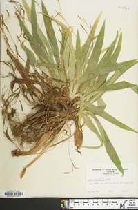 Carex platyphylla image