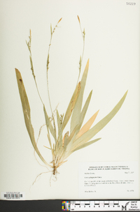 Carex platyphylla image