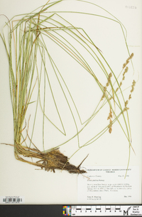 Carex prairea image