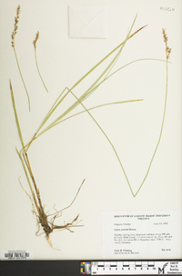 Carex prairea image