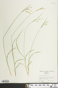 Carex prasina image