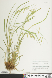 Carex prasina image