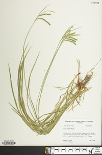 Carex prasina image