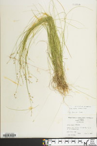 Carex radiata image