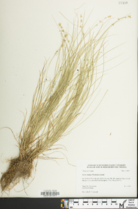 Carex radiata image