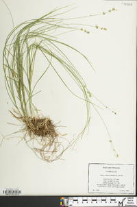 Carex radiata image