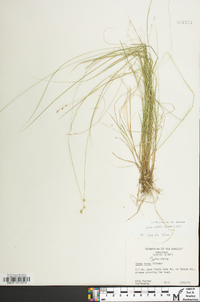 Carex radiata image