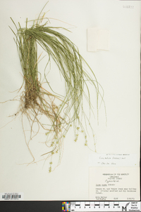 Carex radiata image