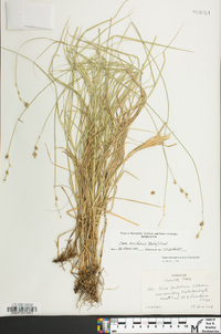 Carex reniformis image