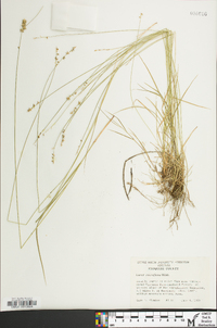 Carex retroflexa image