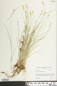 Carex retroflexa image