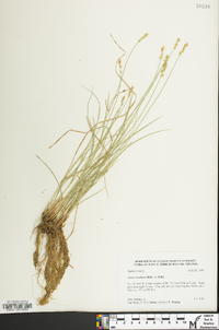 Carex retroflexa image