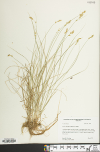 Carex retroflexa image