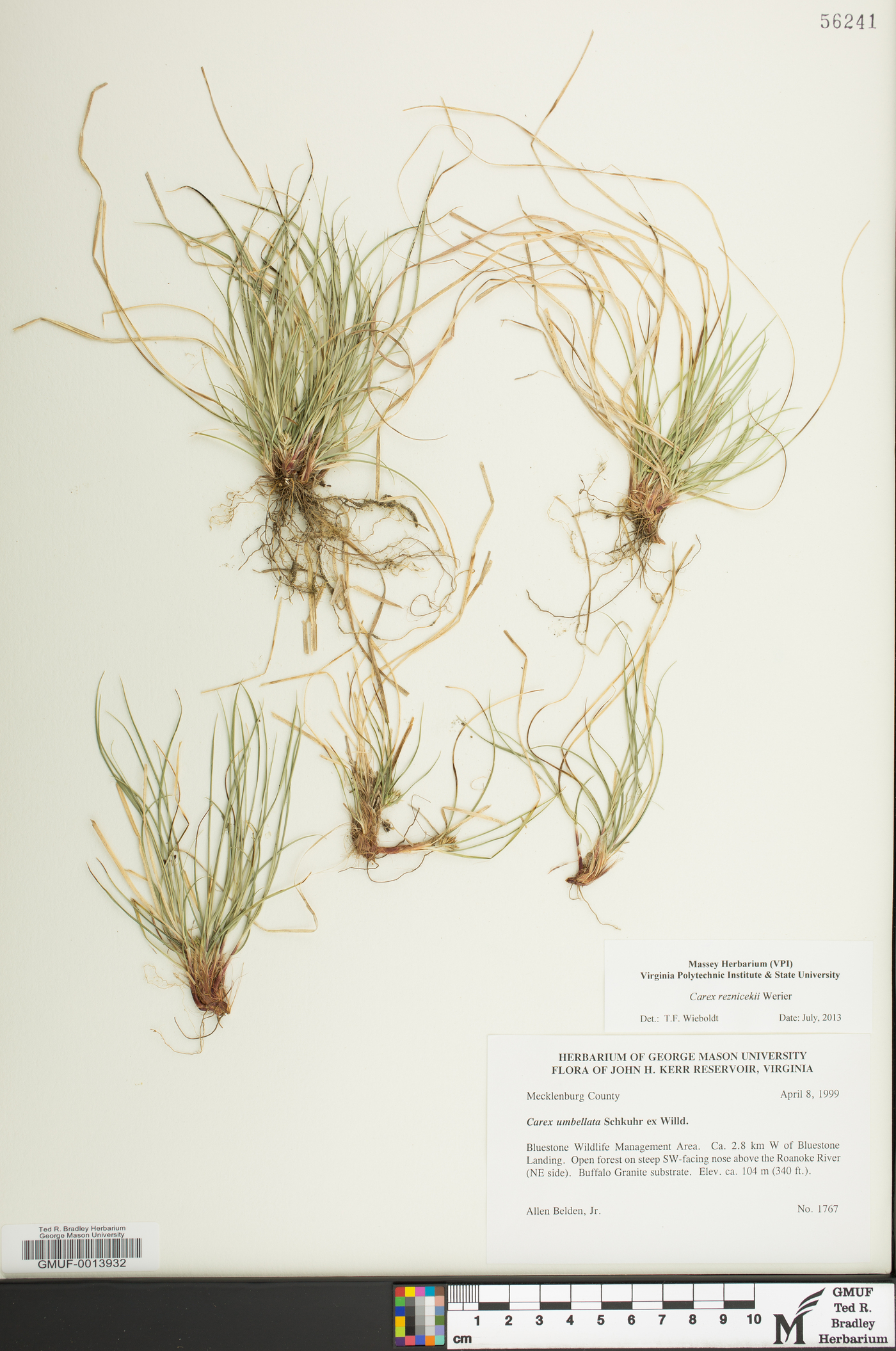 Carex reznicekii image