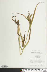 Carex scabrata image