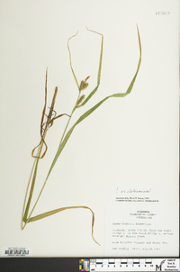 Carex scabrata image