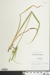 Carex scabrata image