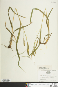 Carex scabrata image