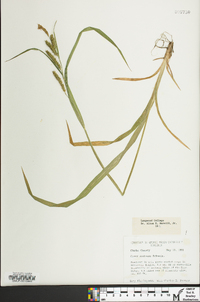 Carex scabrata image