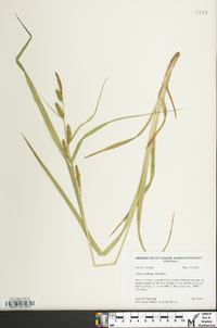 Carex scabrata image