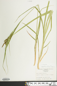 Carex scabrata image