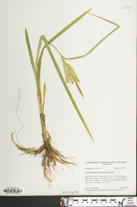 Carex schweinitzii image