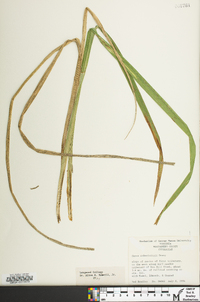 Carex schweinitzii image