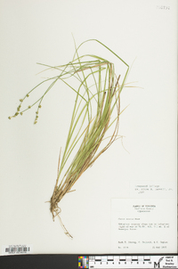 Carex seorsa image