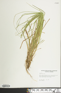 Carex seorsa image