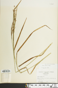 Carex shortiana image