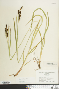 Carex shortiana image