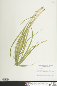 Carex sparganioides image