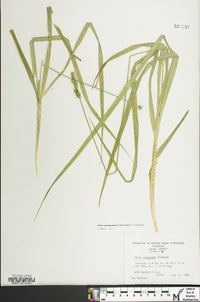 Carex sparganioides image