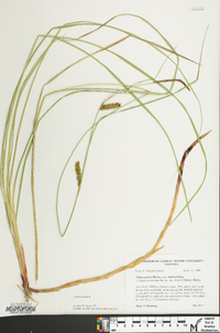 Carex striata image