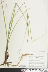 Carex striata var. brevis image