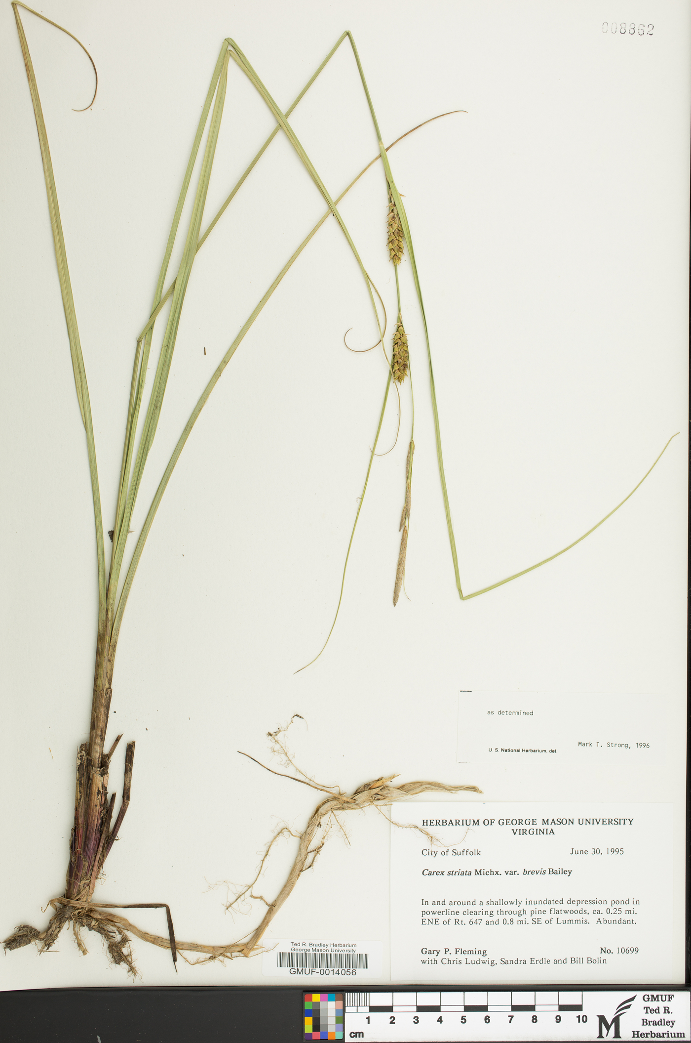 Carex striata image