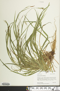 Carex styloflexa image