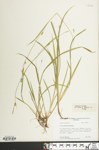 Carex styloflexa image